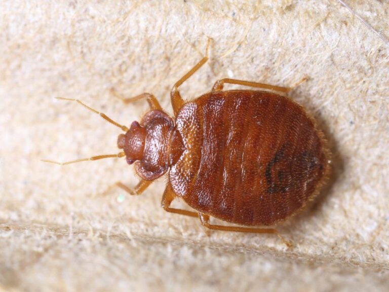 Bed_bug_myths_lexington_ky